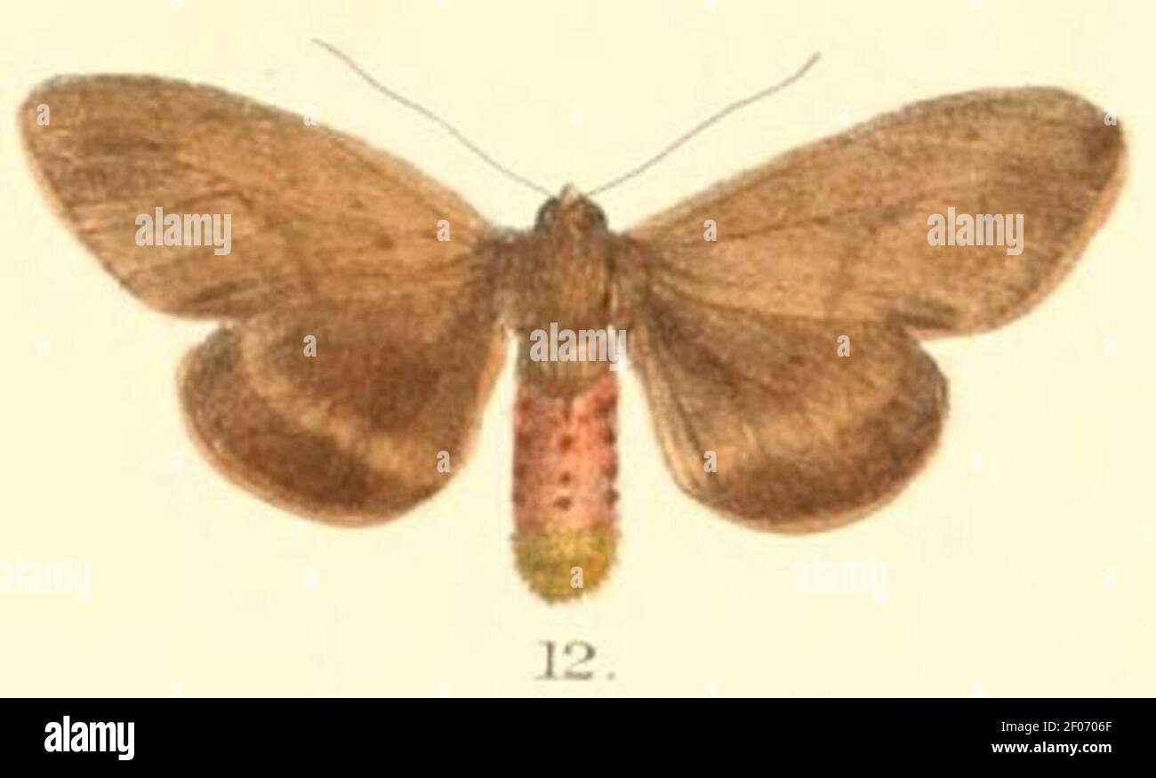 Pl.2-12-Lemyra sikkimensis (Moore, 1879) (Euchaetes). Stock Photo