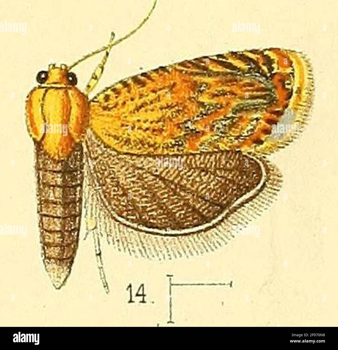 Pl.3-fig.14-Grapholita dimidiata (Walsingham, 1891) (Coptoloma). Stock Photo