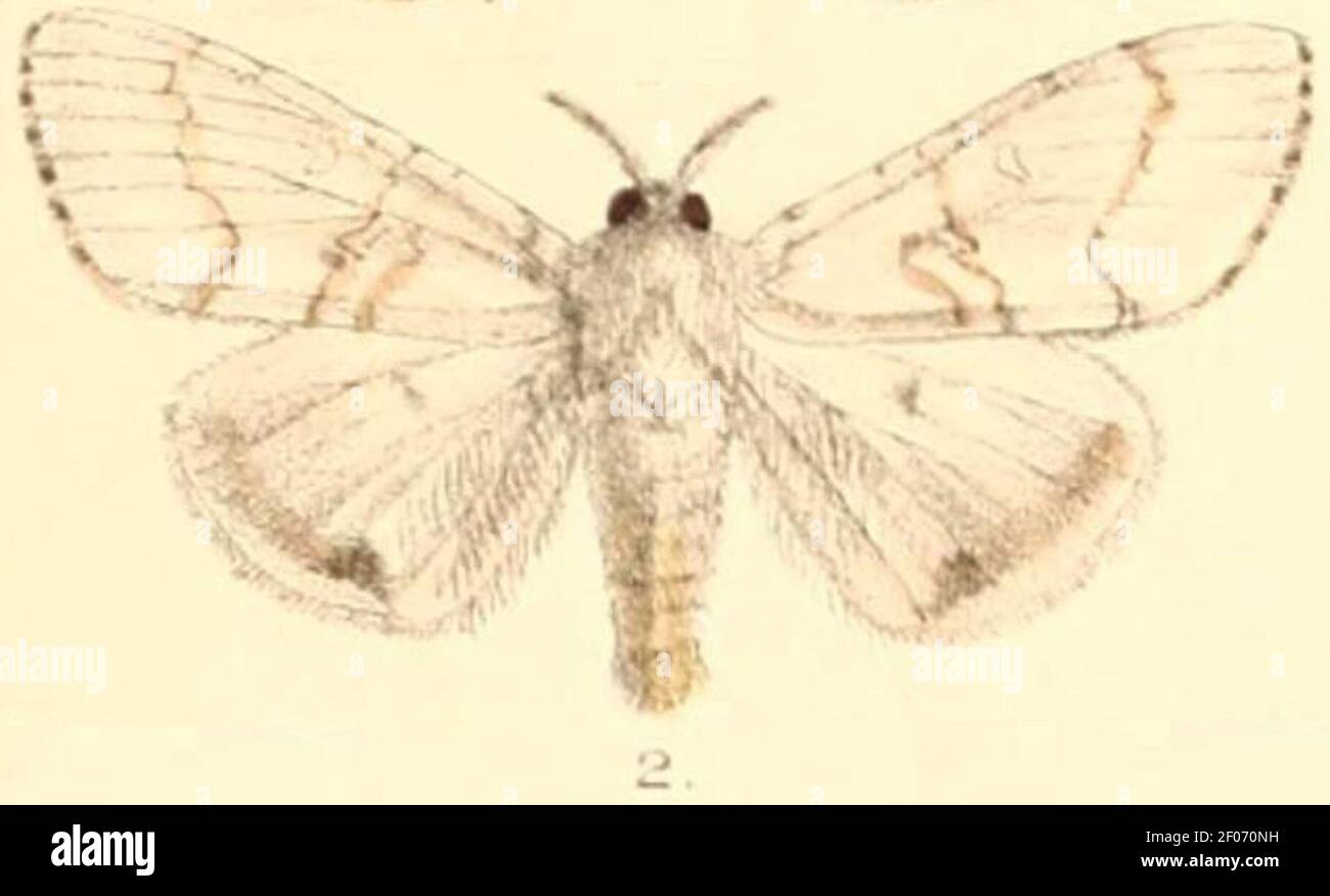 Pl.03-02-Dasychira albescens Moore, 1879. Stock Photo