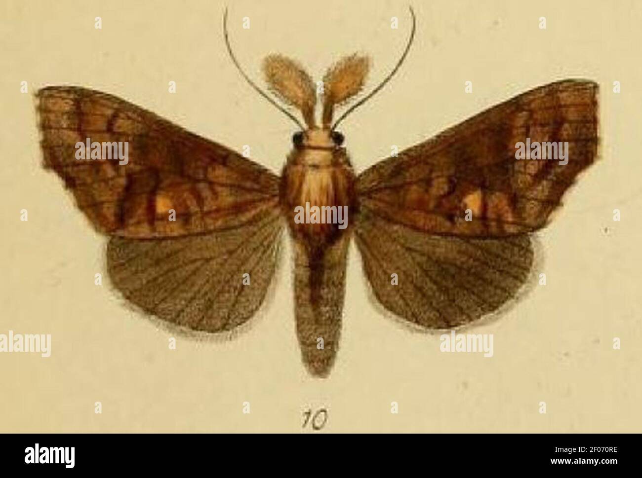 Pl.3-10-Gonitis leona=Anomis leona (Schaus & Clements, 1893). Stock Photo