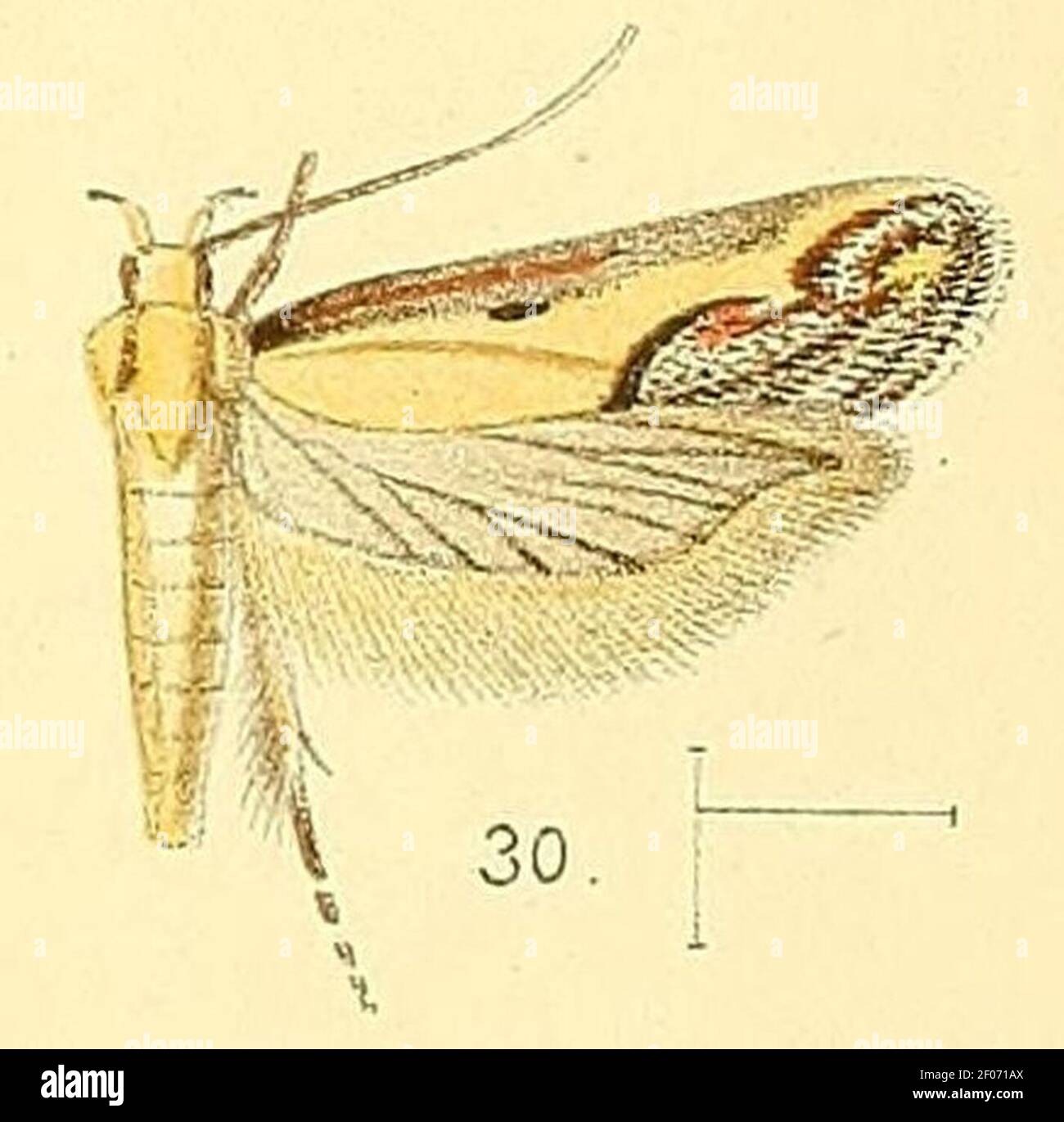 Pl.4-fig.30-Aspades hutchinsonella (Walsingham, 1891) (Gelechia). Stock Photo