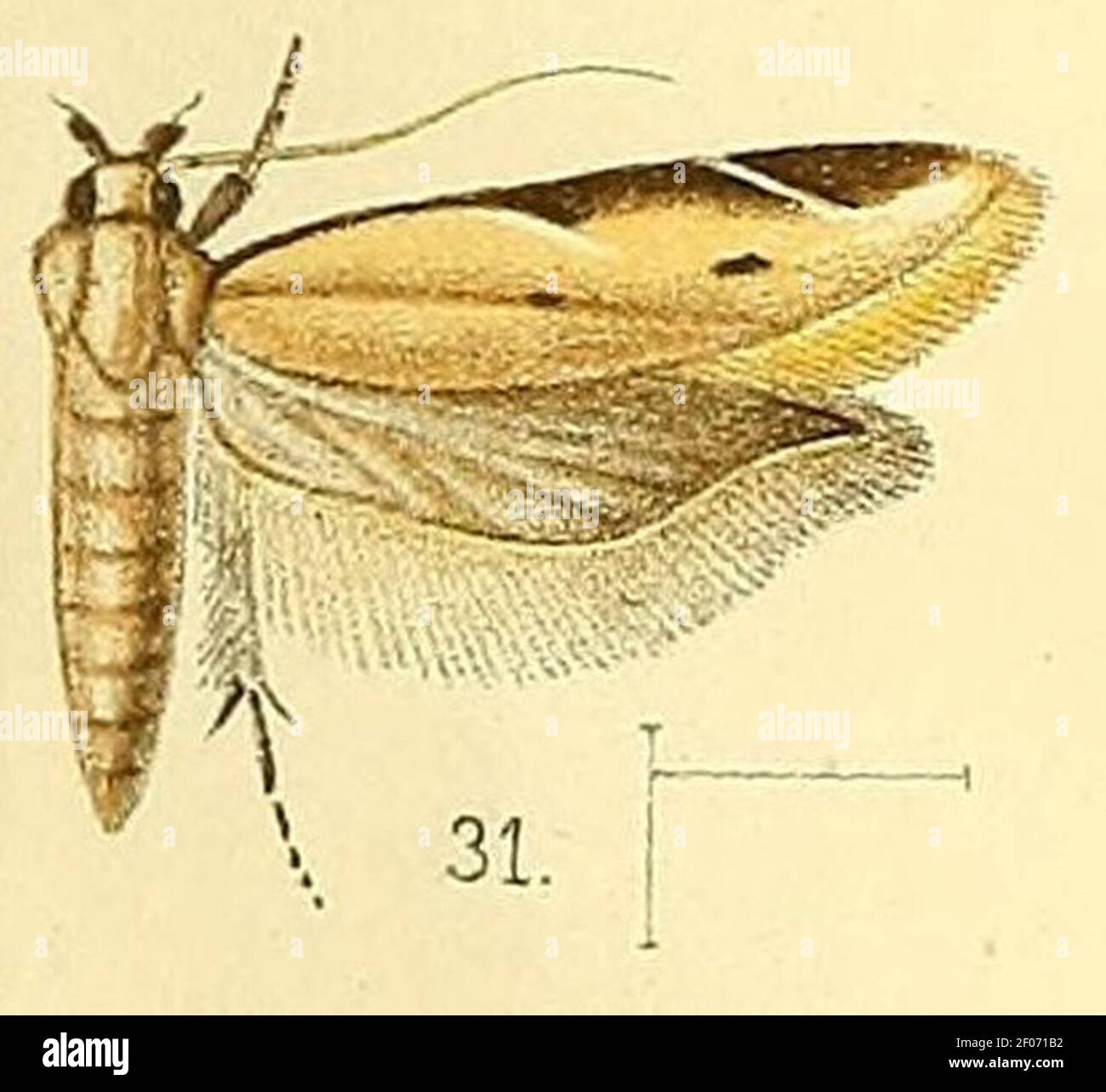 Pl.4-fig.31-Mesophleps palpigera (Walsingham, 1891) (Gelechia). Stock Photo