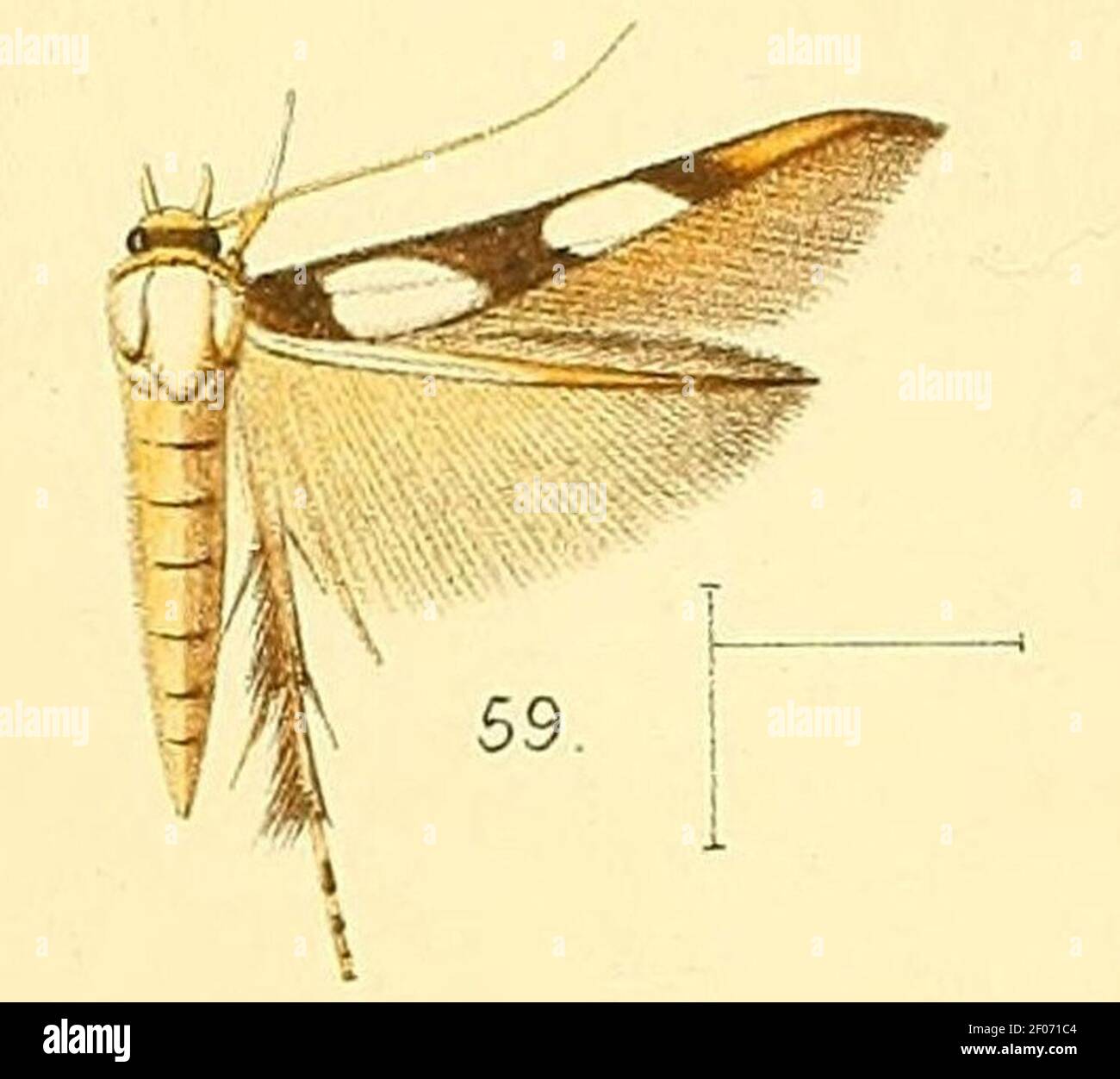 Pl.6-fig.59-Stathmopoda maculata Walsingham, 1891. Stock Photo