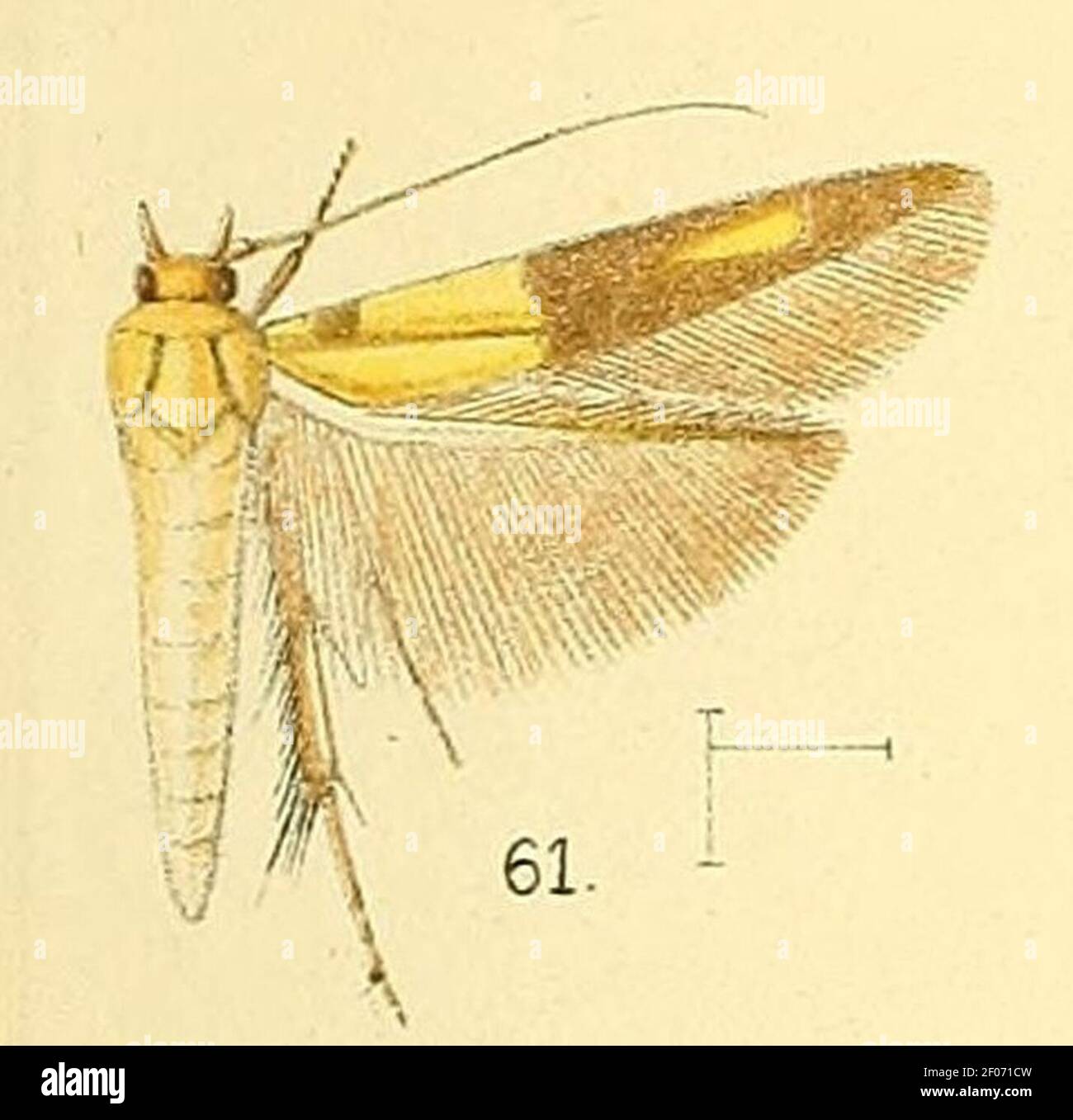 Pl.6-fig.61-Stathmopoda auriferella (Walker, 1864) (syn.S.divisa). Stock Photo