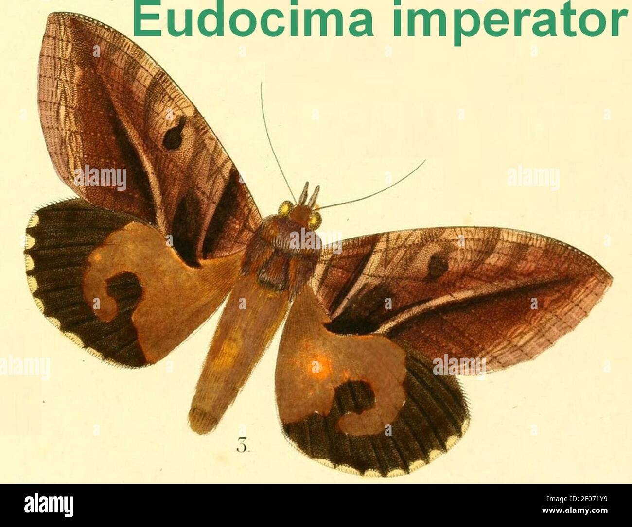Pl.14-03-Eudocima imperator(Boisduval, 1833). Stock Photo