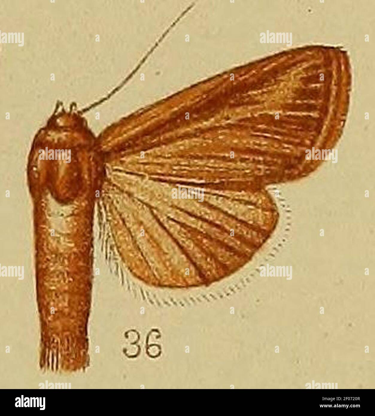 Pl.36-fig.36-Aletia tincta (Walker, 1858) (syn.Cirphis dialeuca). Stock Photo