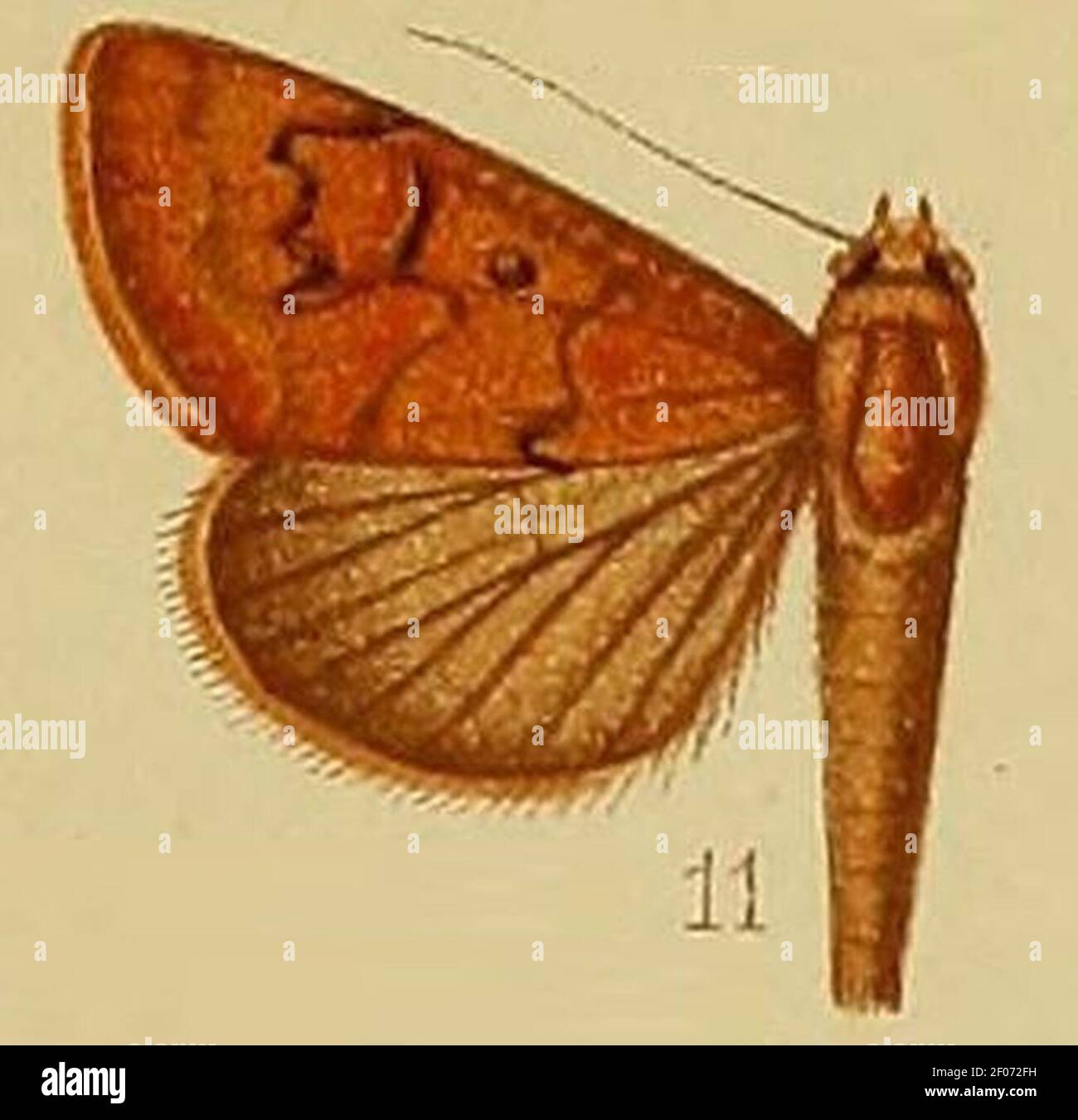 Pl.37-fig.11-Anomis bidentata (Hampson 1910) (Cosmophila). Stock Photo