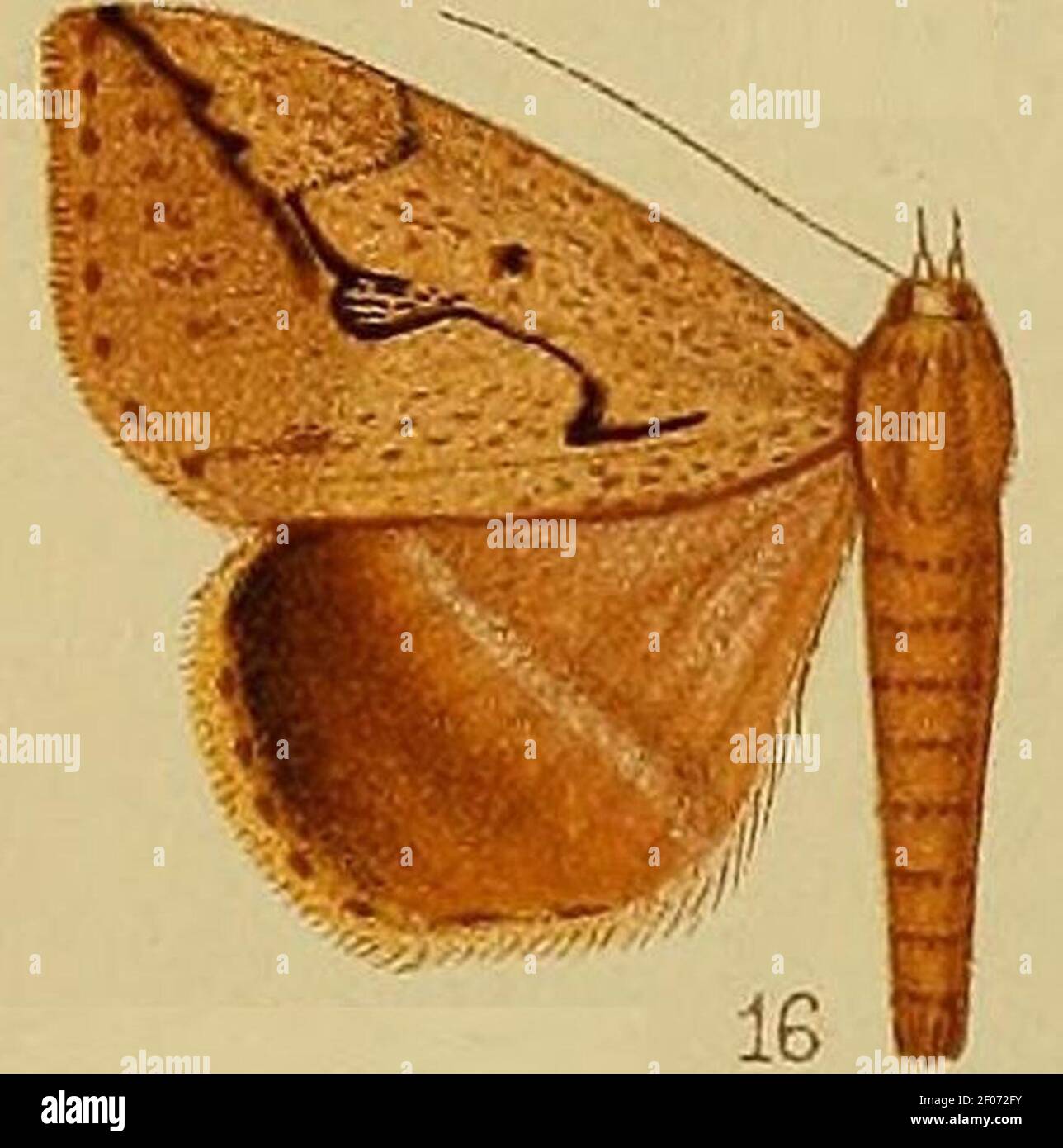 Pl.37-fig.16-Mocis persinuosa (Hampson 1910) (Remigia). Stock Photo