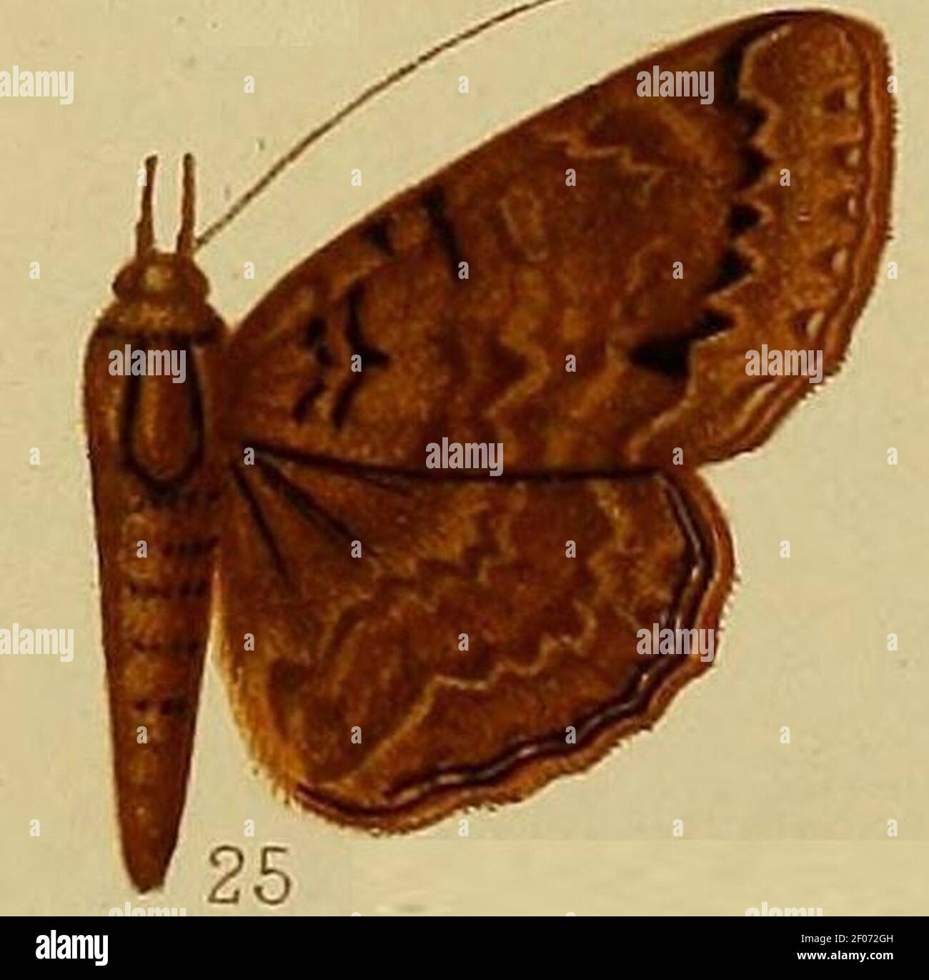 Pl.37-fig.25-Tavia plicata (Hampson, 1910) (Speiredonia). Stock Photo
