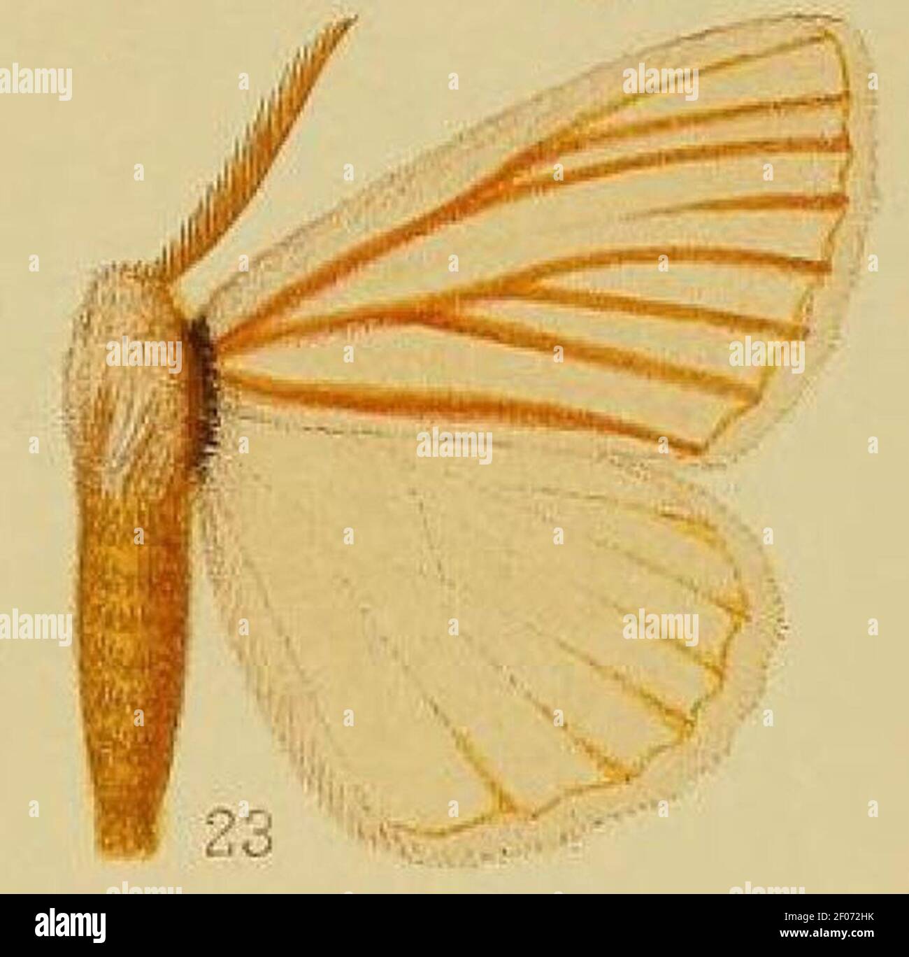 Pl.39-fig.23-Phiala nigrolineata Aurivillius, 1903 (syn.P.rubrivena). Stock Photo