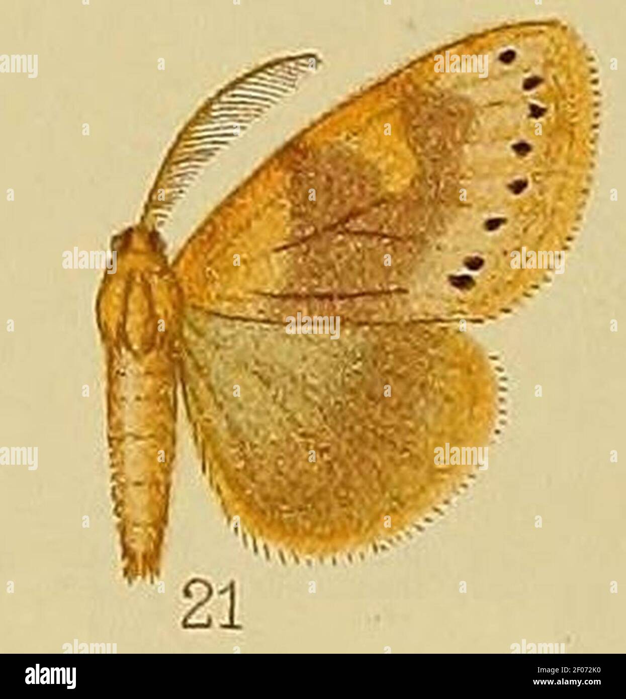 Pl.38-21-Laelia marginepunctata (syn.Euproctis nepheloptera). Stock Photo