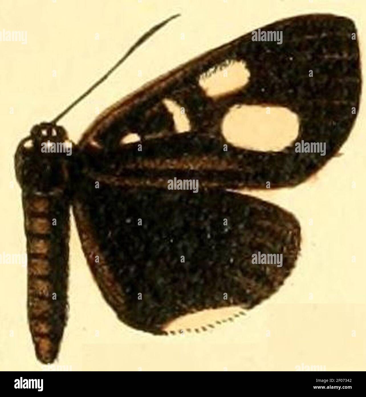 Pl.54-15-Rothia rhaeo (Druce, 1894). Stock Photo