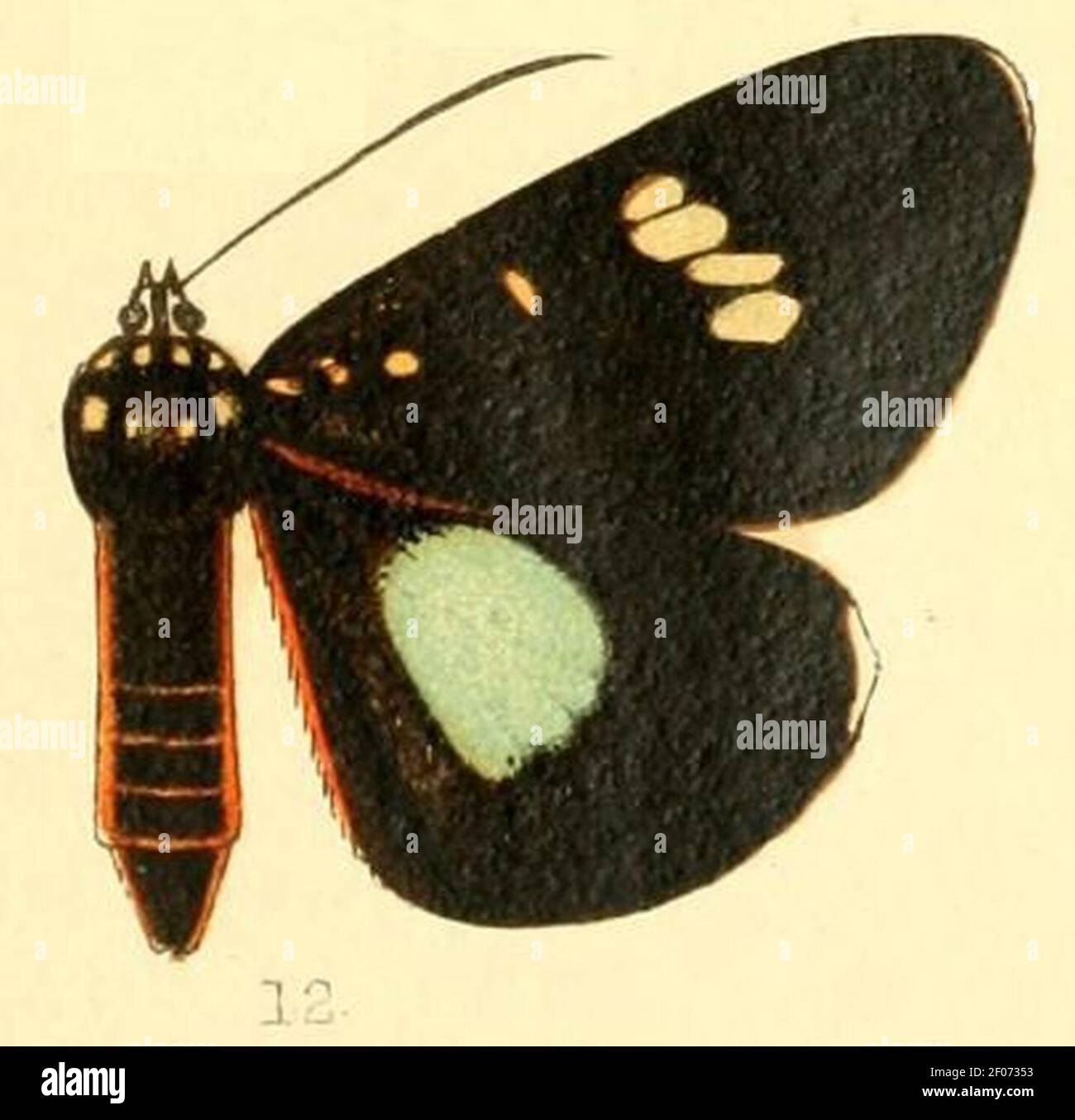 Pl.53-12-Rothia distigma (Mabille, 1898). Stock Photo