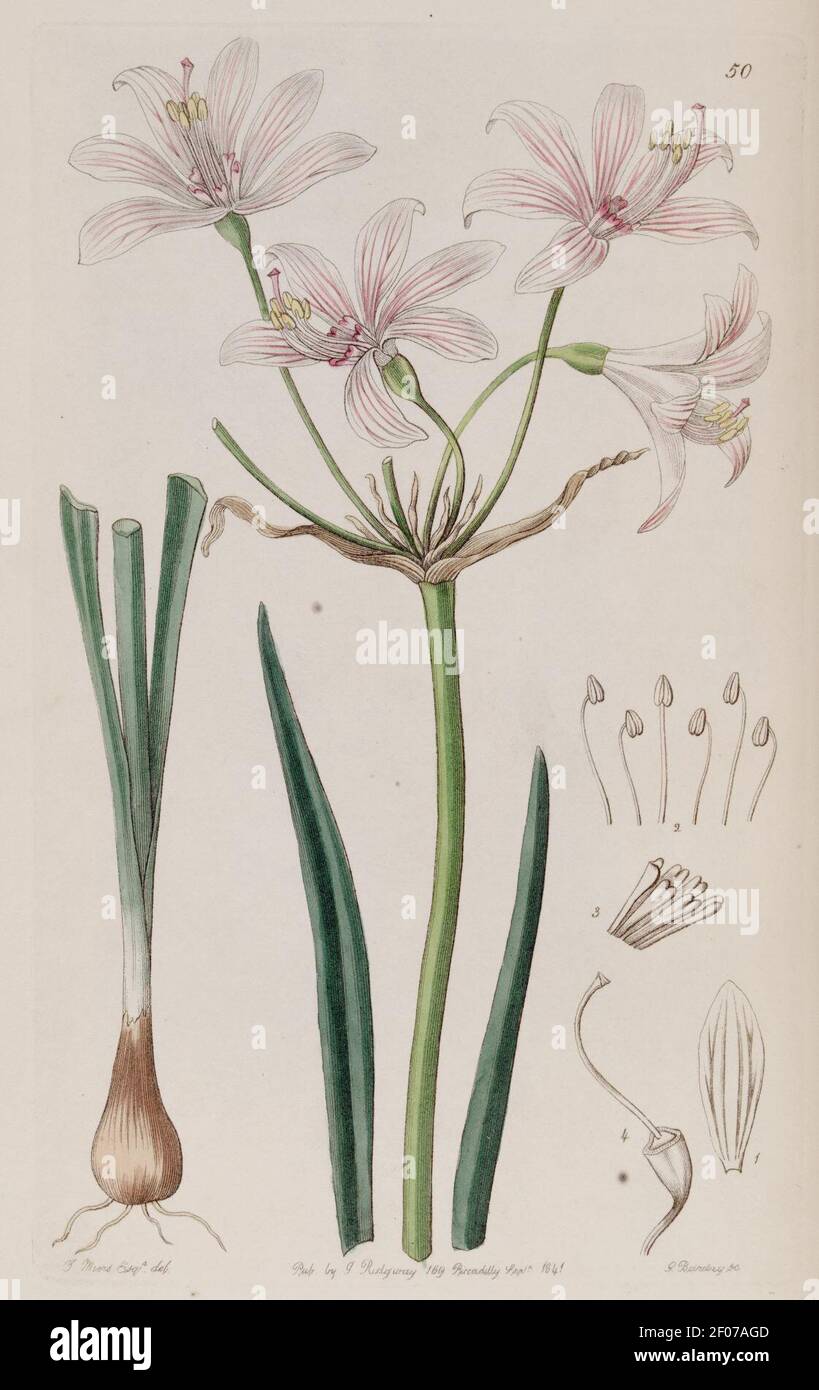 Placea ornata Miers, Edwards's Bot. Reg. 27. 50. 1841. Stock Photo