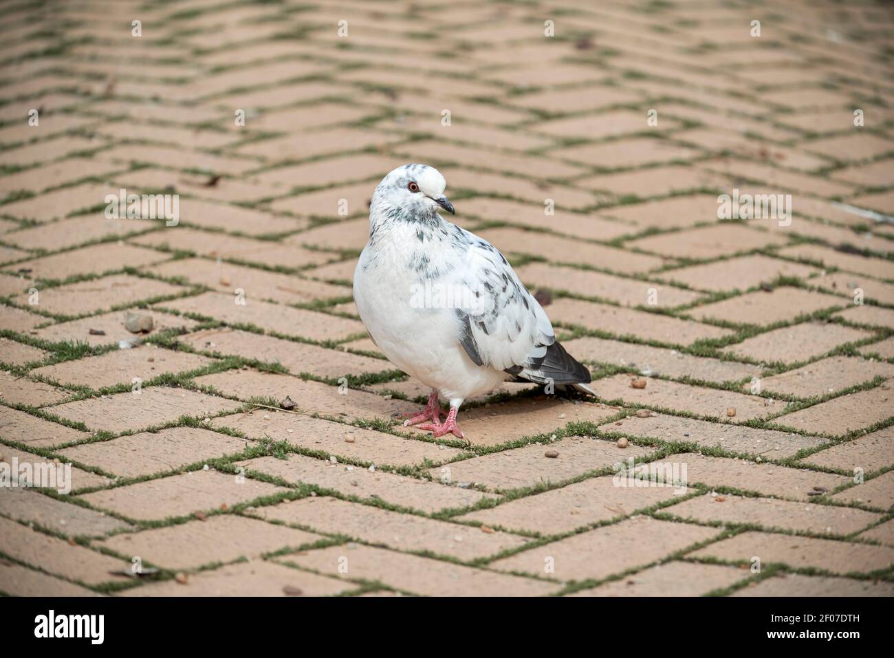 white gray pigeon on a cobblestone ground Stock Photo