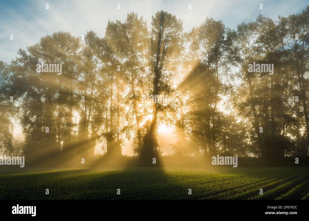Crepuscular Rays bursting through trees in the Snoqualmie Valley of Washington State creating the pattern commonly known as God Rays Stock Photo