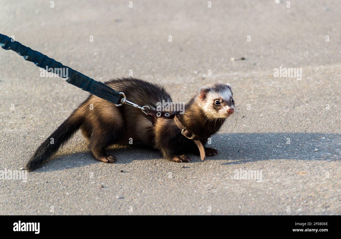 Dark fur collar hi-res stock photography and images - Alamy