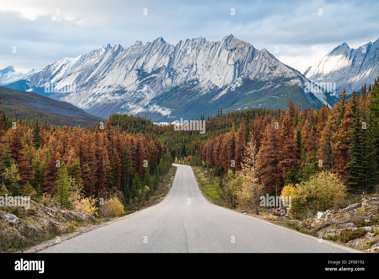 Evidence of the Mountain Pine Beetle in the brown trees of Maligne Lake Road in Jasper National Park Stock Photo