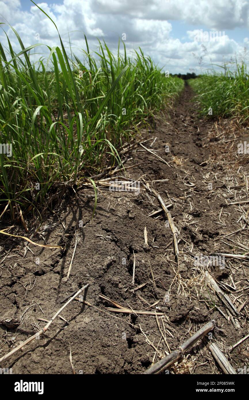 24 May 2011. Donaldsonville, Louisiana, USA. Despite record flooding