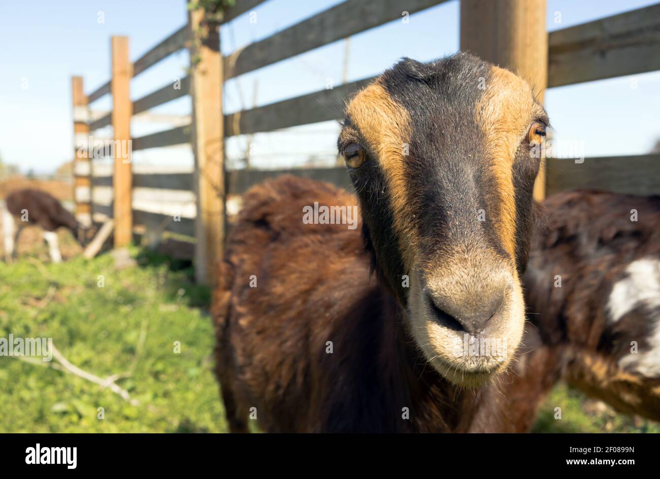 Earless Goat Close Portrait Farm Animal Domestic Livestock Stock Photo ...