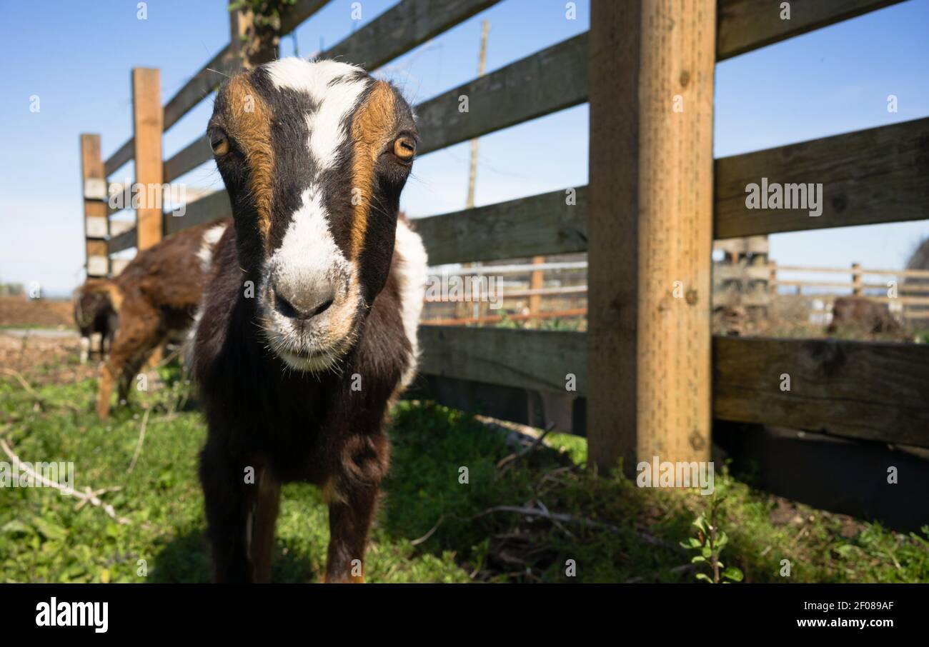 Earless Goat Close Portrait Farm Animal Domestic Livestock Stock Photo ...