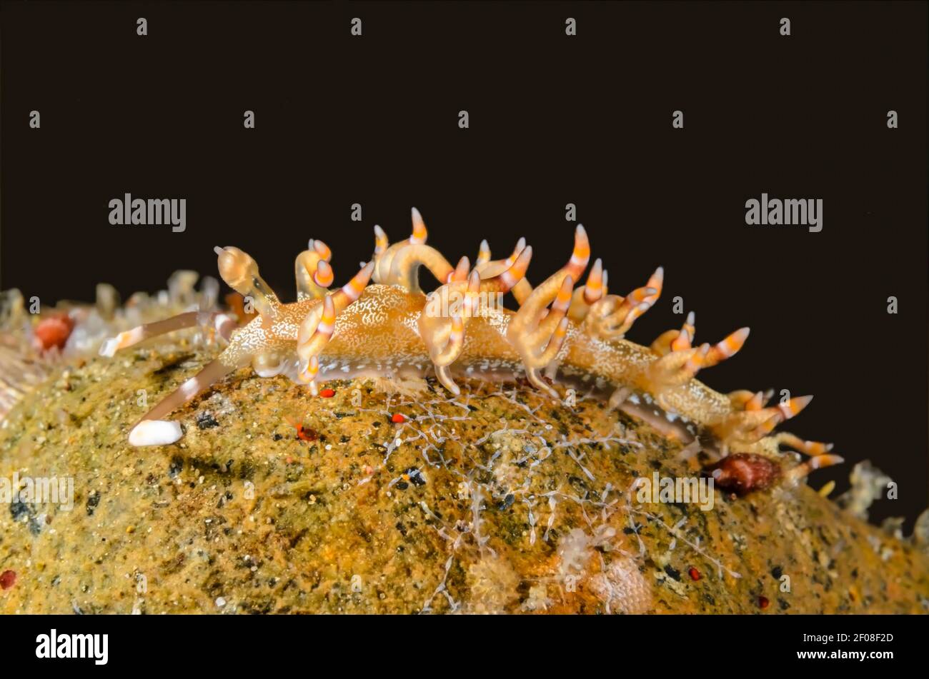 Nudibranch, Samla sp., Anilao, Batangas, Philippines, Pacific Stock Photo