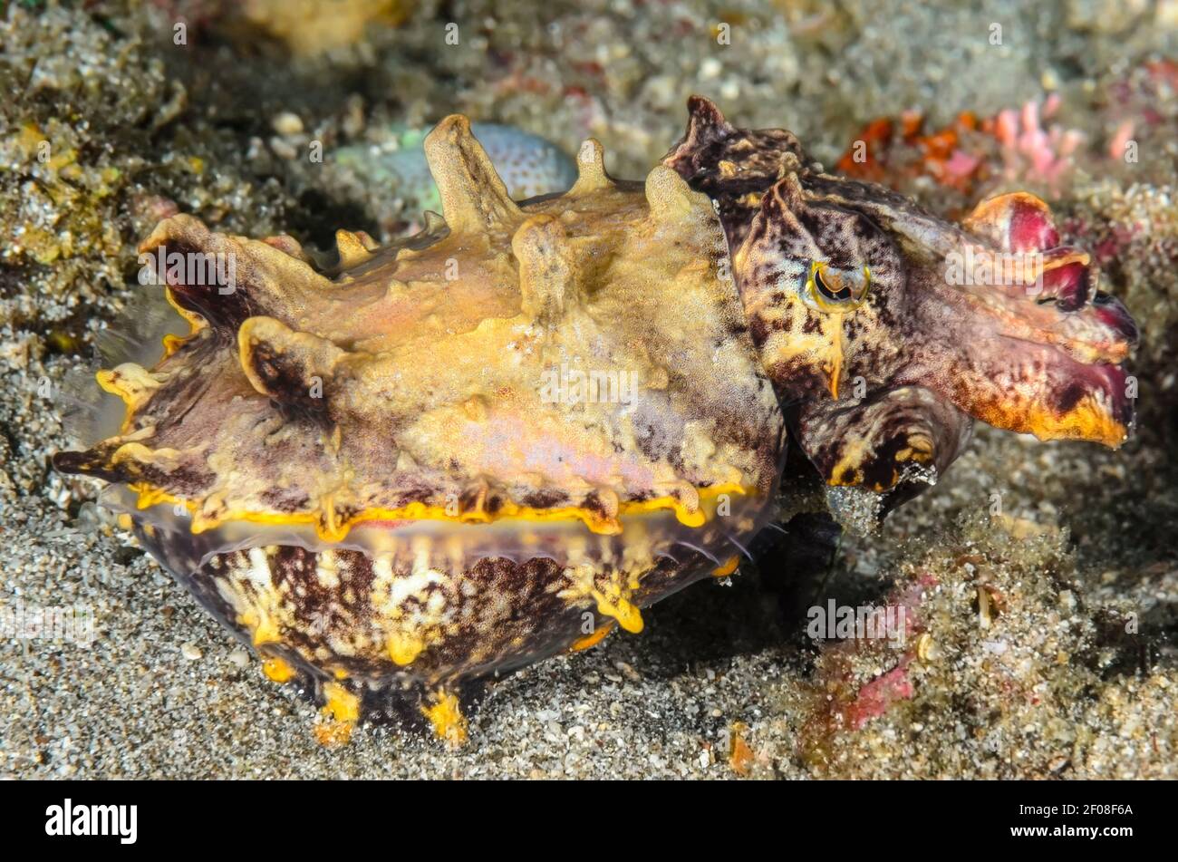 Sepiidae hi-res stock photography and images - Alamy