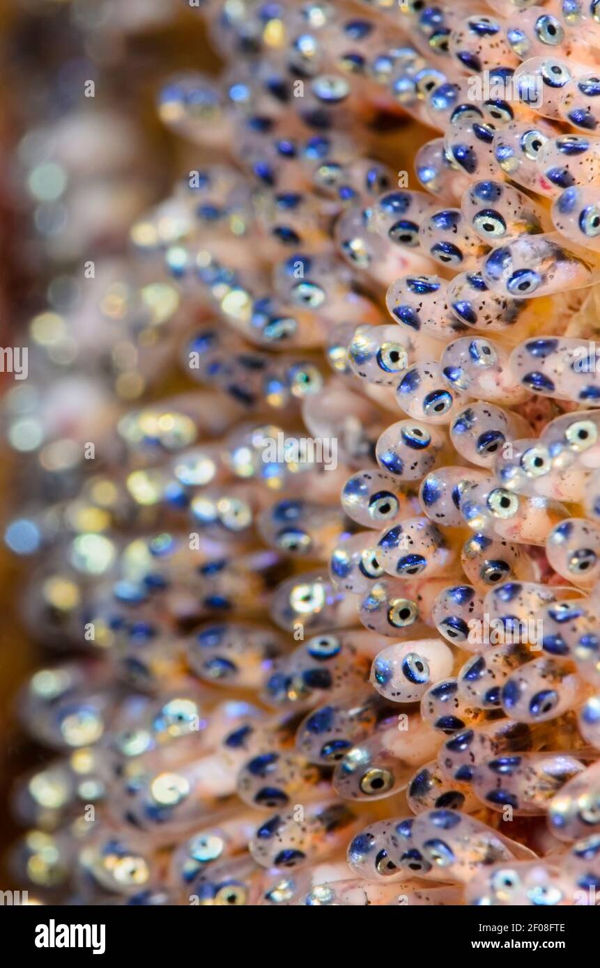 Clark's anemonefish eggs, Amphiprion clarkii, Anilao, Batangas, Philippines, Pacific Stock Photo
