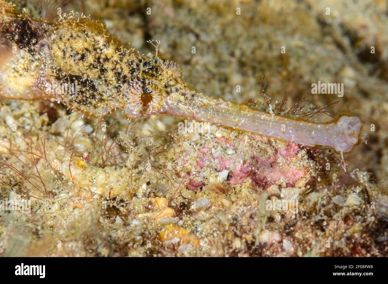 Winged pipefish, Halicampus macrorhynchus, Anilao, Batangas, Philippines, Pacific Stock Photo