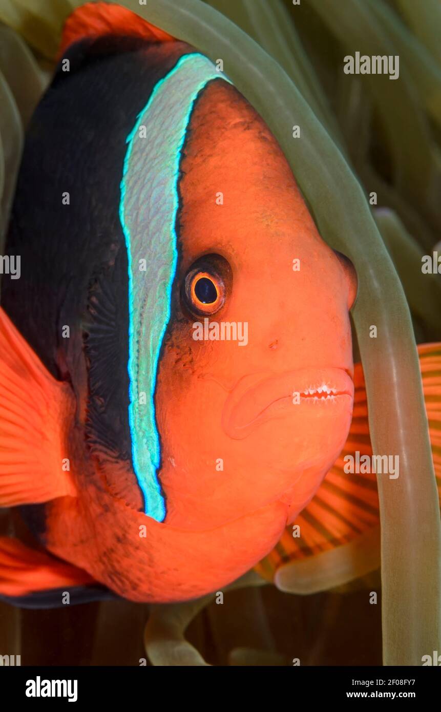 Tomato anemonefish, Amphiprion frenatus, Anilao, Batangas, Philippines, Pacific Stock Photo