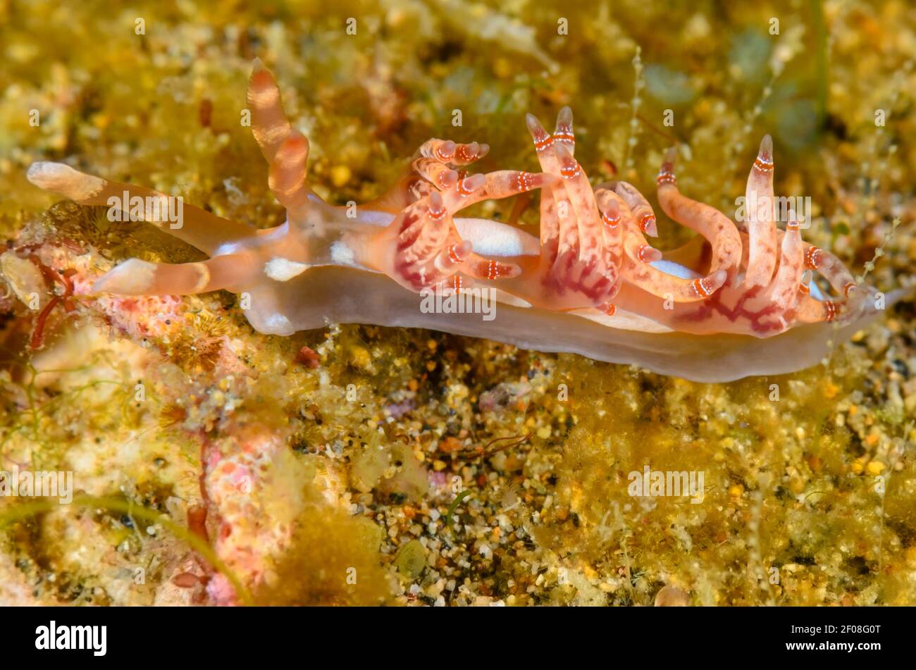 Sea slug or nudibranch, Samla bilas, Anilao, Batangas, Philippines, Pacific Stock Photo