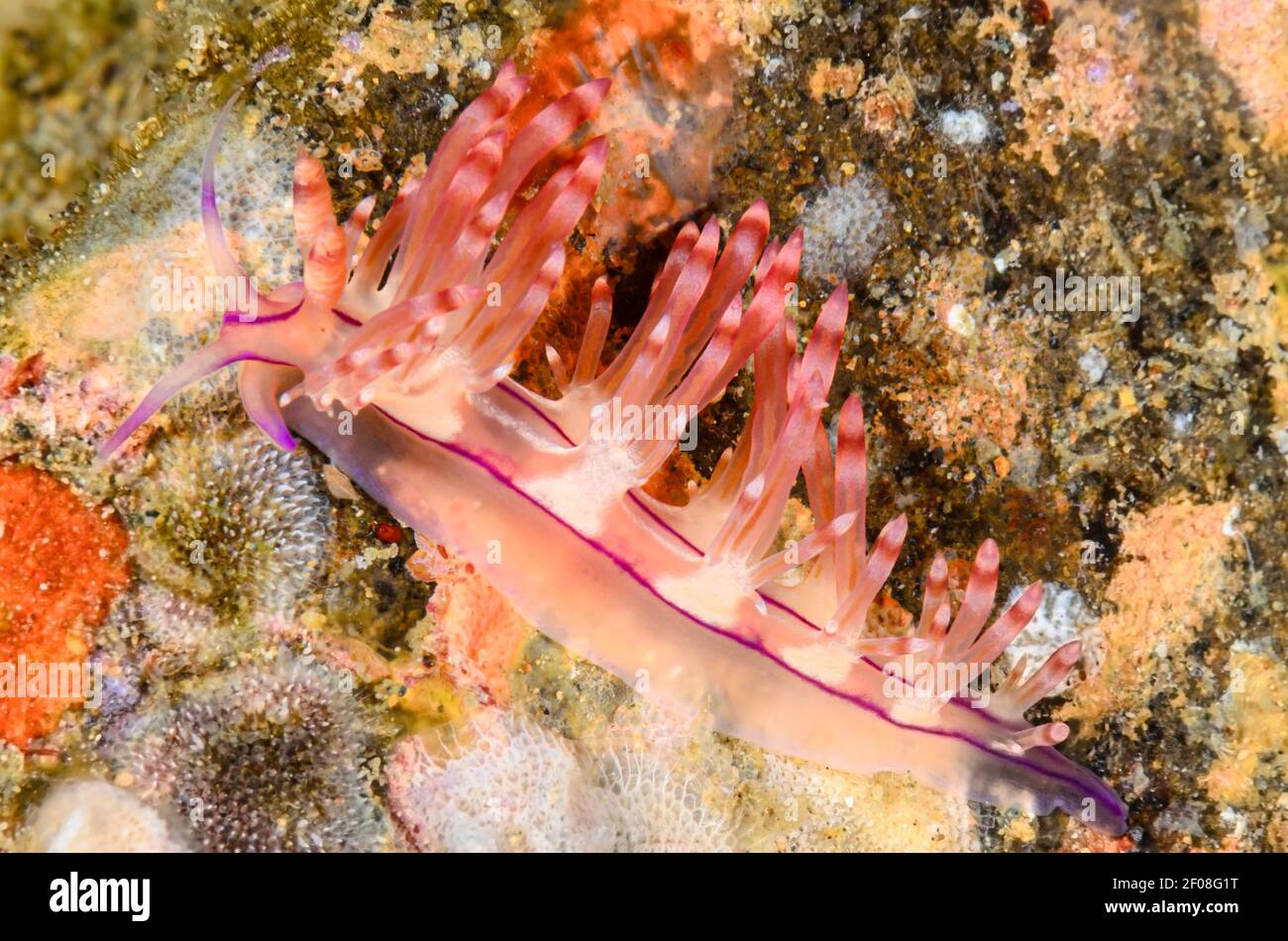 Sea slug or Nudibranch, Coryphellina flamma, Anilao, Batangas, Philippines, Pacific Stock Photo