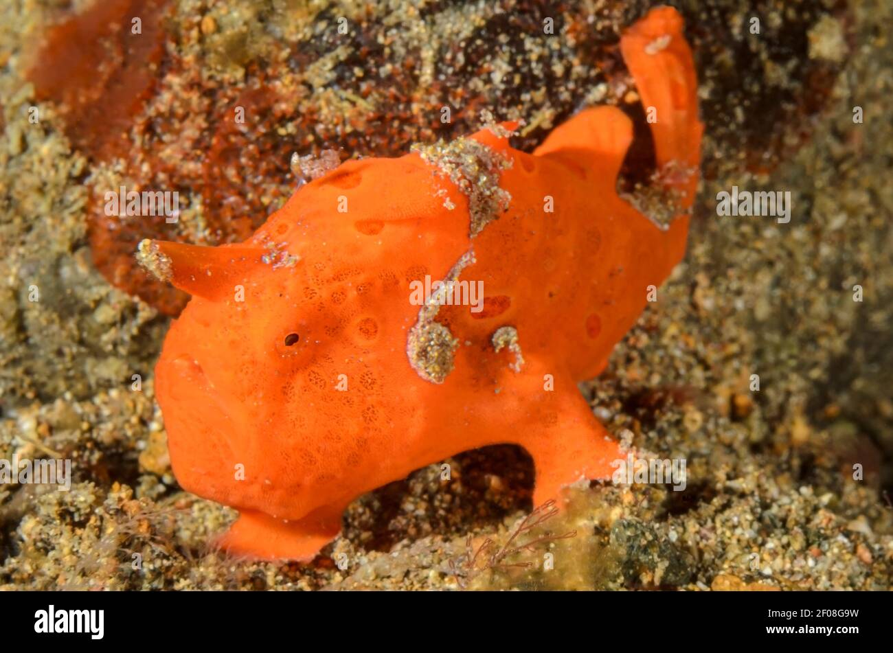 Painted Frogfish, Antennarius pictus, mimics a colonial tunicate, Anilao, Batangas, Philippines, Pacific Stock Photo