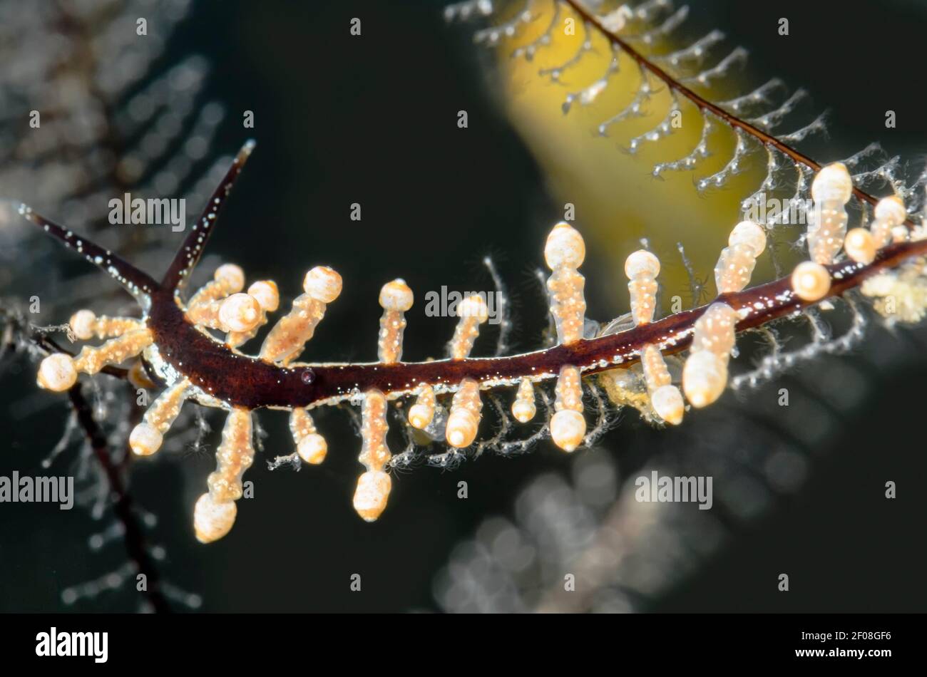 Sea slug or nudibranch, Eubranchus putnami, Anilao, Batangas, Philippines, Pacific Stock Photo