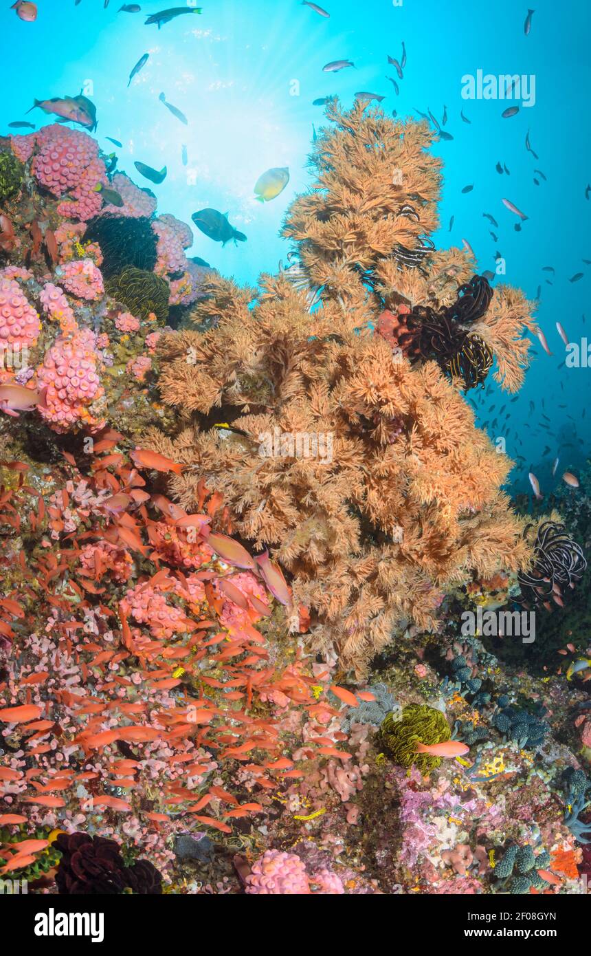 Reef scene with scalefin anthias, Pseudanthias squamipinnis and black coral, possibly Myriopathes japonica, Anilao, Batangas, Philippines, Pacific Stock Photo