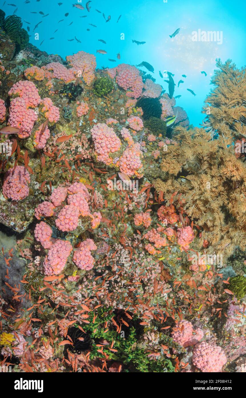 Reef scene with scalefin anthias, Pseudanthias squamipinnis and black coral, possibly Myriopathes japonica, Anilao, Batangas, Philippines, Pacific Stock Photo