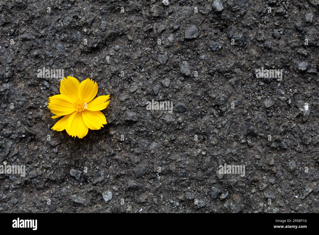 Flower crack pavement hi-res stock photography and images - Alamy