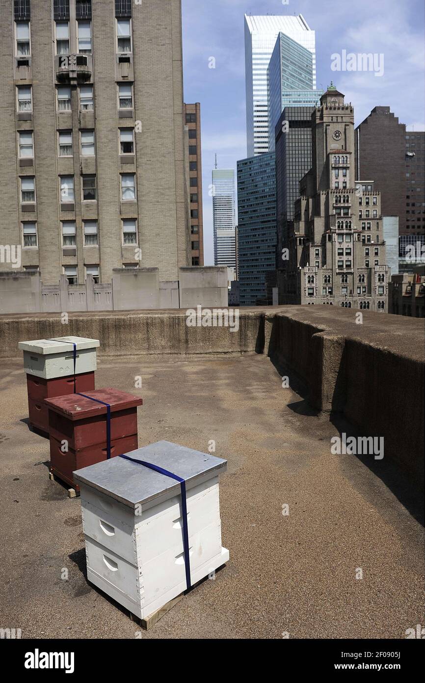 29 August 2011 - New York - Three beehives on the rooftop of the InterContinental New York Barclay Hotel, part of an urban apiary program to grow local honey for use in their kitchen and help create a 'greener' New York, Bees from the midtown rooftop apiary are said to fly and pollenate plants as far as five miles away. (Illustration shot on August 18 and 19, 2011). August 29, 2011, New York, NY. Photo Credit: Anthony Behar/Sipa Press/apiasipatb.022/1108291732 Stock Photo
