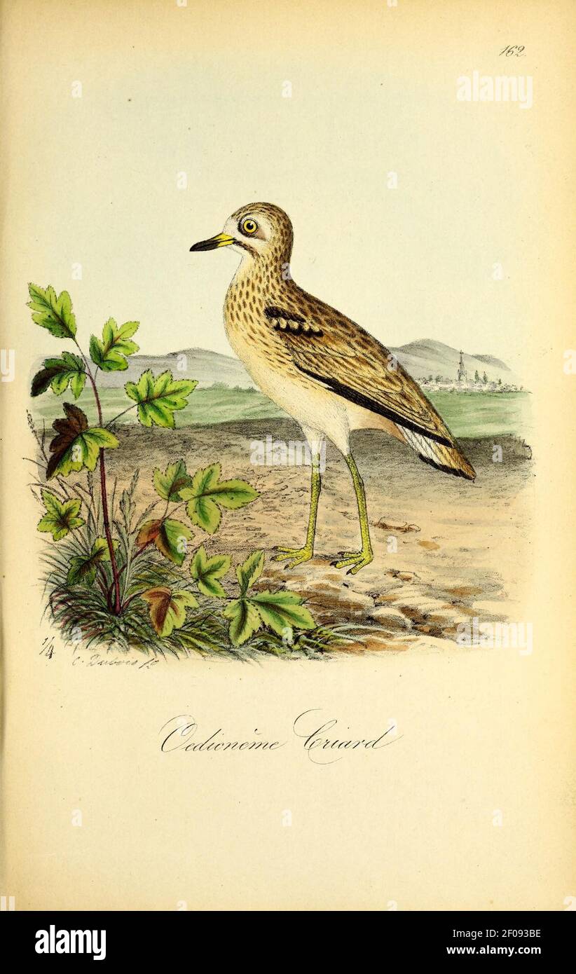 Planches coloriees des oiseaux de la Belgique et de leurs oeufs (Pl. 162) Stock Photo