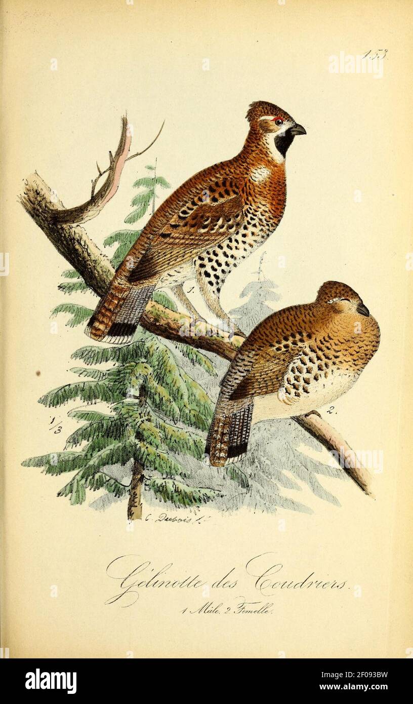 Carte Illustrée - N°61896 - Oiseau Pensée Et Drapeau Belge - Fait Main - Occasion
