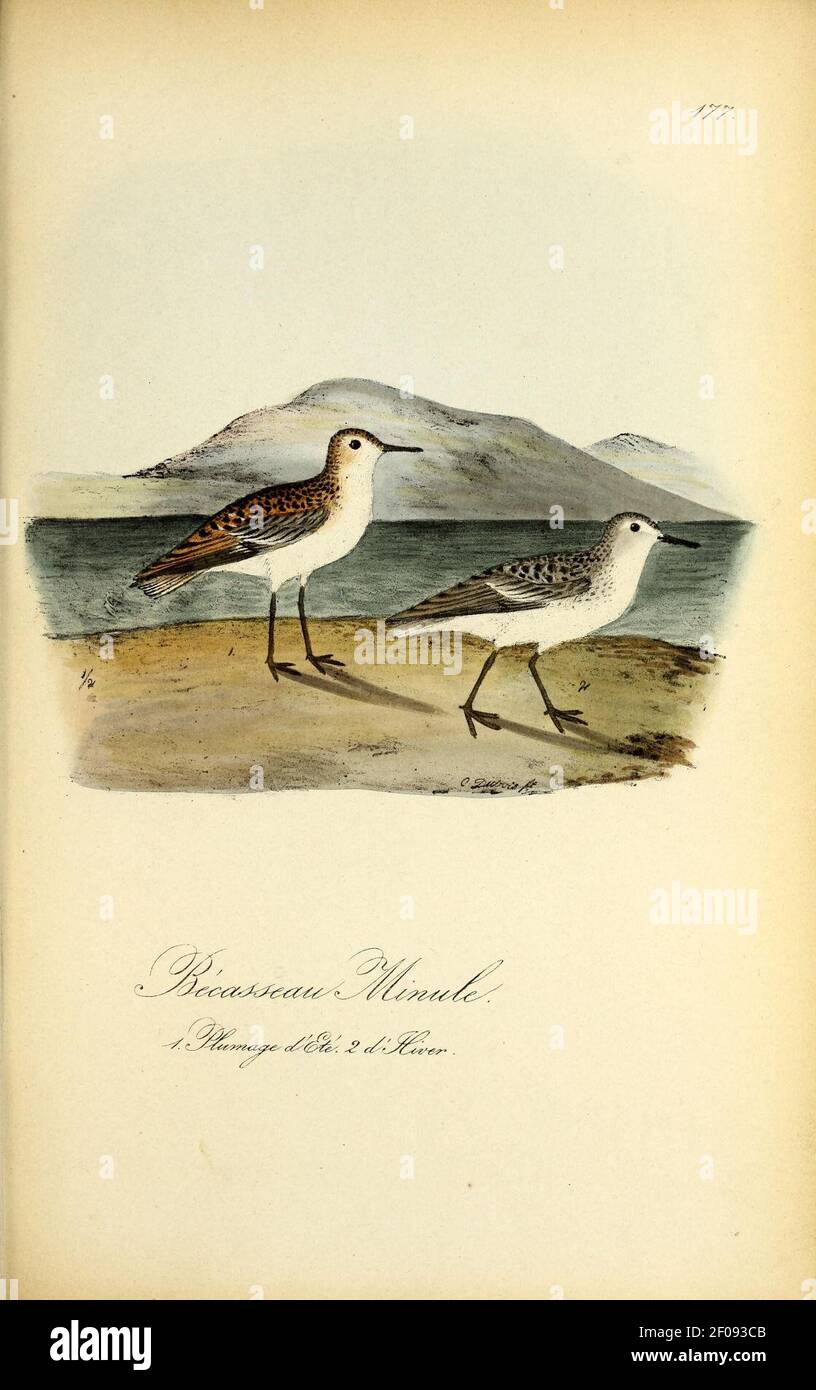 Planches coloriees des oiseaux de la Belgique et de leurs oeufs (Pl. 177) Stock Photo
