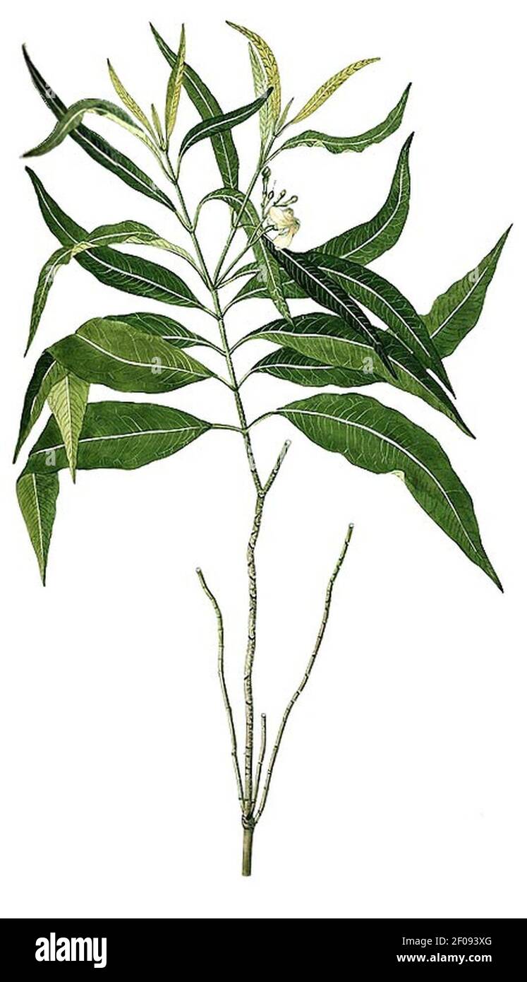 Planche-Tabernaemontana-persicariaefolia-cropped. Stock Photo