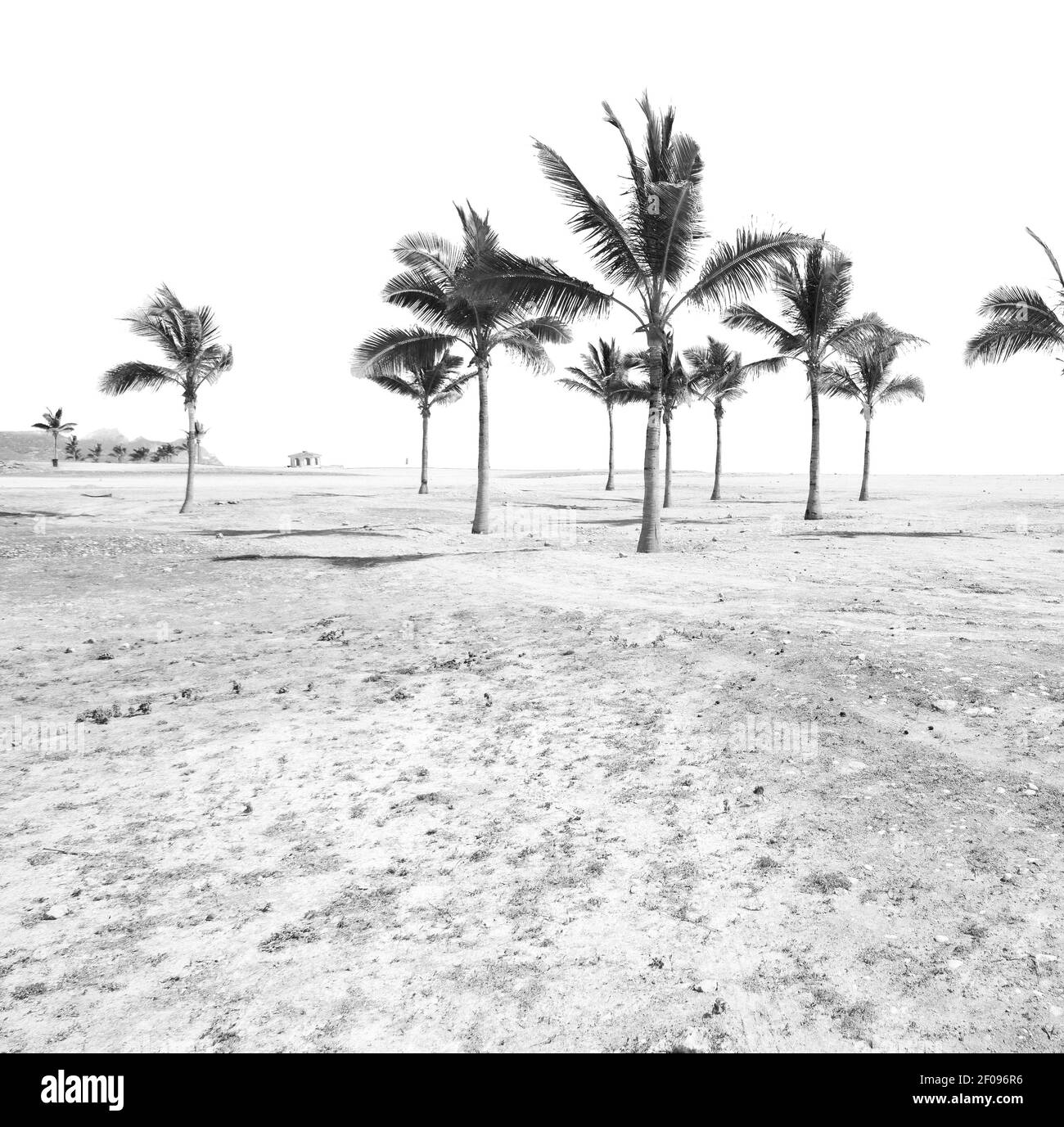 Oman beach sandy Black and White Stock Photos & Images - Alamy