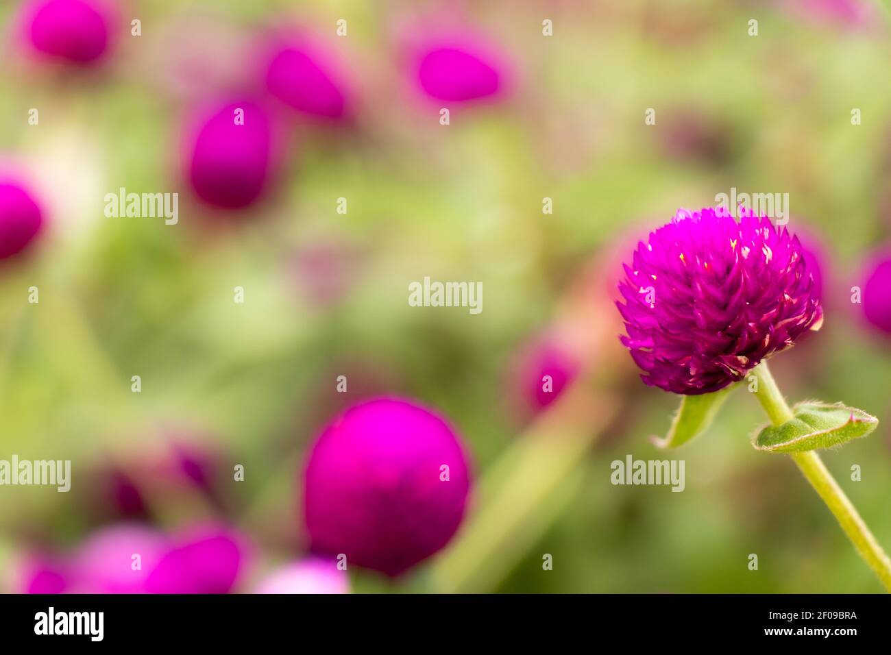Violet color globe amaranth with blurred background Stock Photo