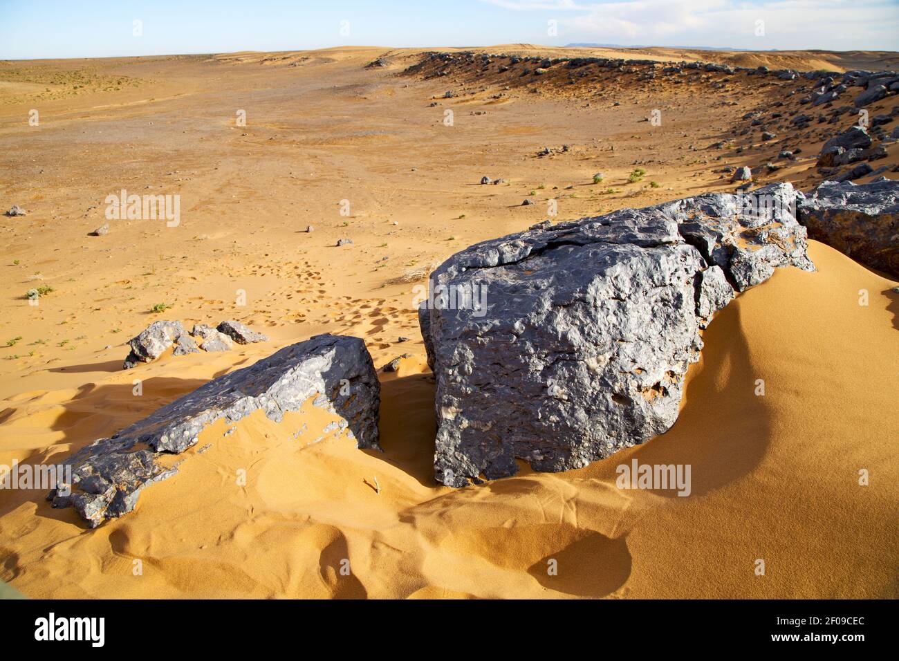 Bush old fossil in  the desert of morocco sahara and rock  stone sky Stock Photo
