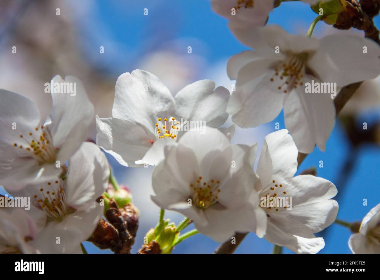 Somei Yoshino sakura flowers in bloom in Nara, Japan in late March