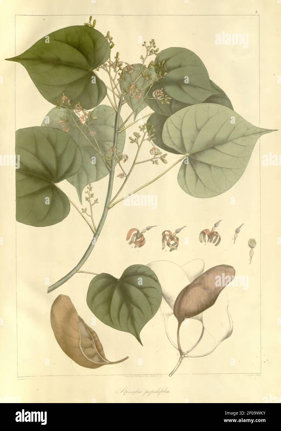 Plantae Asiaticae Rariores - plate 003 - Sterculia populifolia. Stock Photo