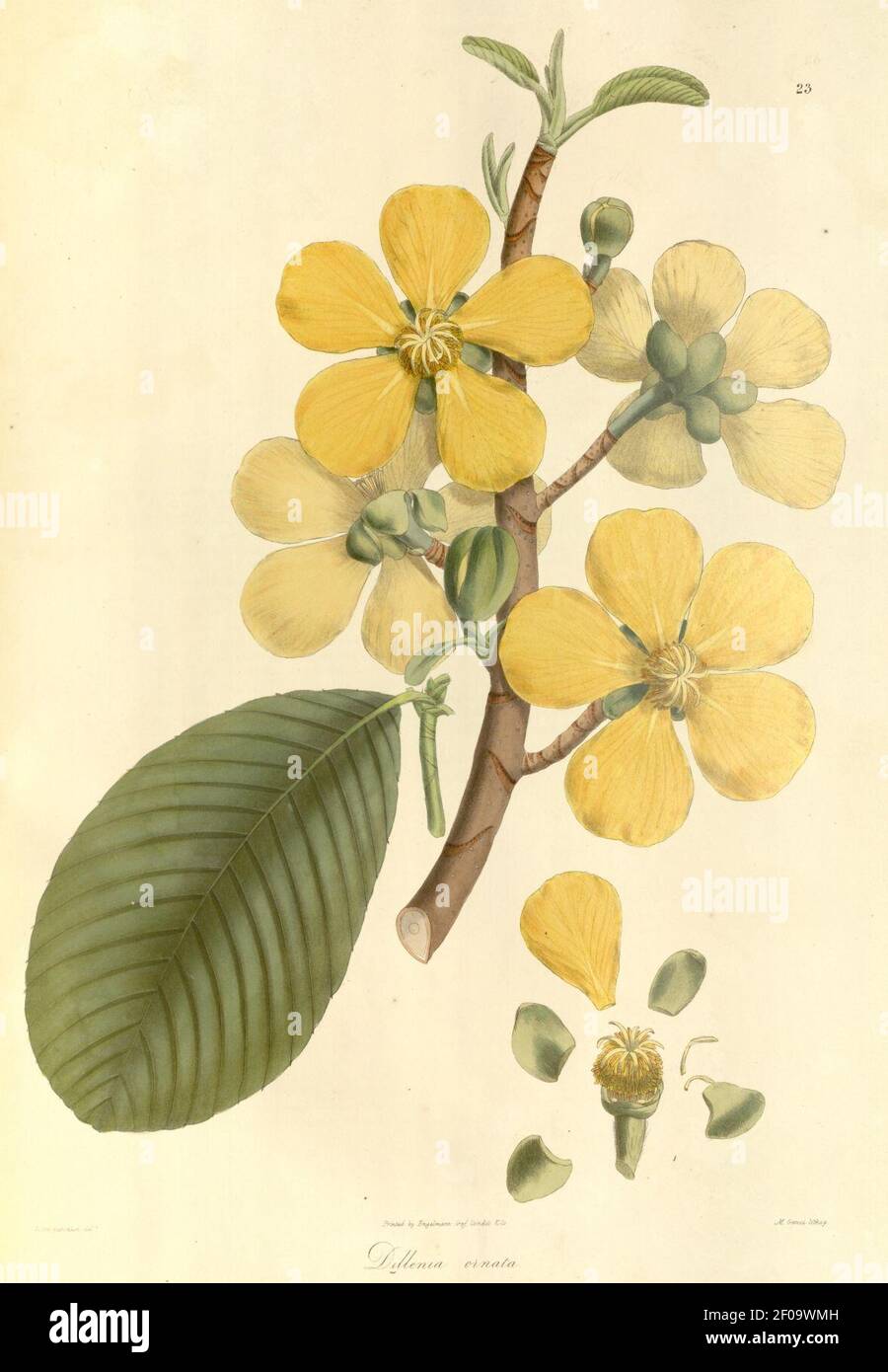 Plantae Asiaticae rariores, or, Descriptions and figures of a select