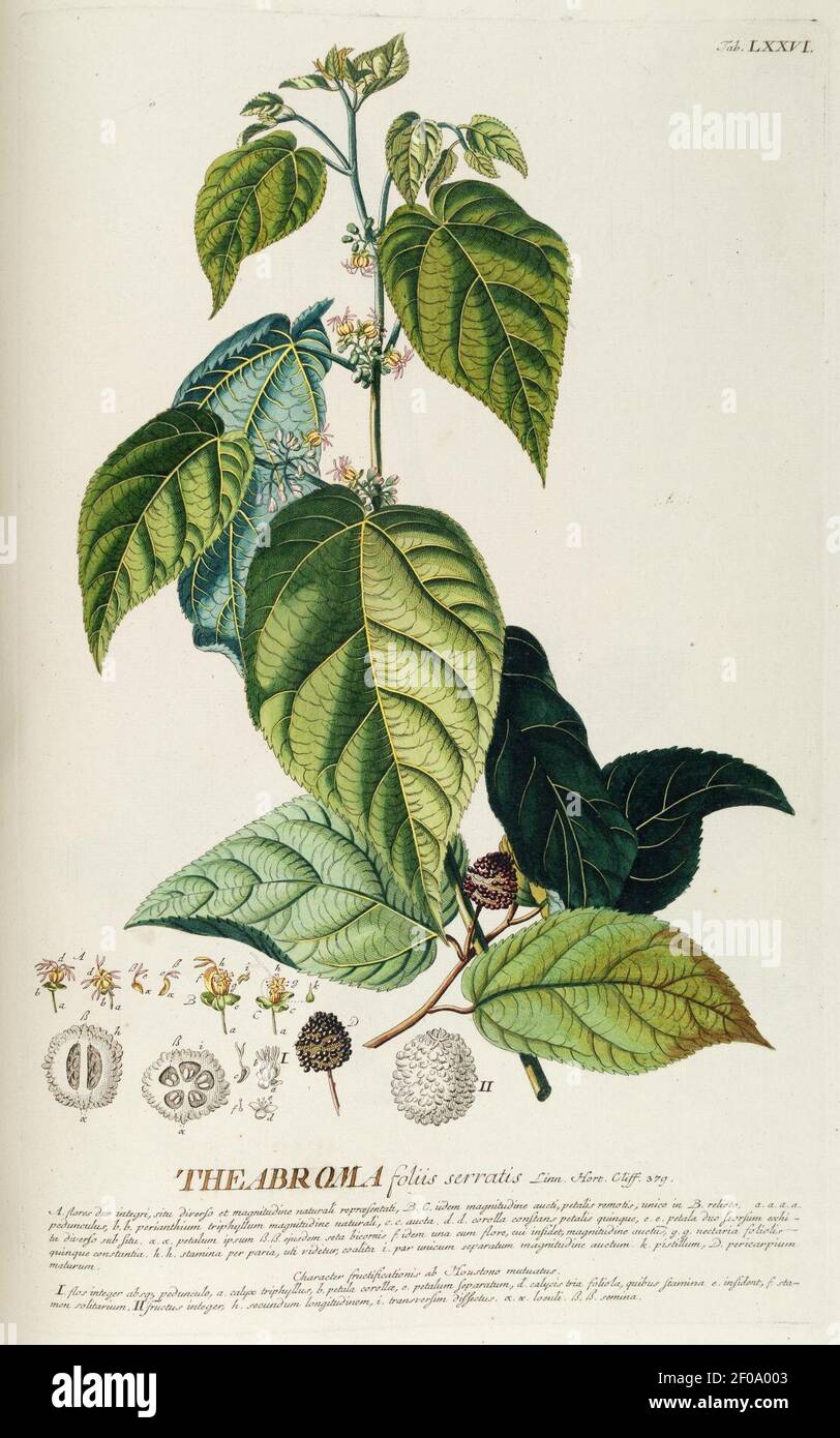 Plantae selectae quarum imagines ad exemplaria naturalia Londini, in hortis curiosorum nutrita (Tab. LXXVI) Stock Photo