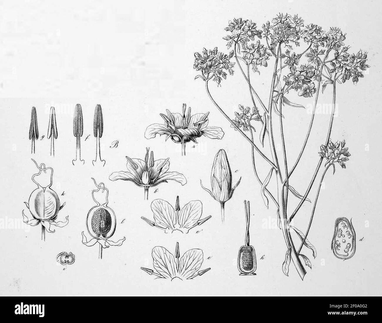 Plantae Tinneanae (1867) - Tab. IX - Hydrolea floribunda. Stock Photo